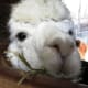Alpaca at NEW Zoo in Green Bay, Wisconsin