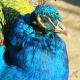 Peacock at NEW Zoo in Green Bay, Wisconsin