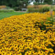 Green Bay Botanical Gardens in Green Bay, Wisconsin