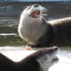 River Otter at NEW Zoo in Green Bay, Wisconsin