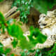 Snow Leopard at Lincoln Park Zoo in Chicago, Illinois