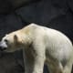 Polar Bear at Brookfield Zoo in Chicago, Illinois