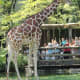 Giraffe at Brookfield Zoo in Chicago, Illinois