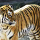 Tiger at Lincoln Park Zoo in Chicago, Illinois