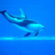 Shedd Aquarium in Chicago, Illinois