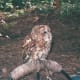 An owl at Busch Gardens circa 2010.
