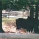 Clydesdale horses at Busch Gardens, circa 2010.