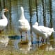 Geese in the park