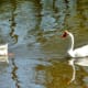 burroughs-park-fabulous-320-acre-park-in-tomball-texas