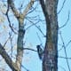 View of the red-naped sapsucker