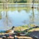 More ducks in Burroughs Park
