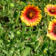 Wildflowers
