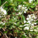 Wildberry bushes