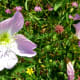 Wildflowers