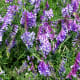 Wildflowers