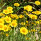 Wildflowers