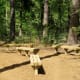 Campground area