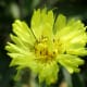 Wildflowers