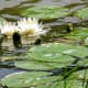 Water Lilies in Marshall Lake