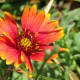 Wildflowers
