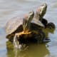 Red-eared slider turtles