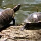 Red-eared slider turtles at Kickerillo-Mischer Preserve