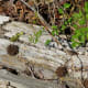 Kickerillo-Mischer Preserve