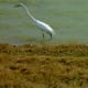 Great Egret at Goforth Park