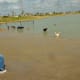 People enjoying the dog park in Goforth Park