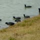 American Coots spotted at Goforth Park
