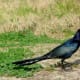 Boat-tailed Grackle at Goforth Park