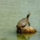 Turtle in lake at Goforth Park