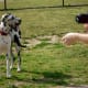 Dog Park in Goforth Park