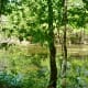 Pond view