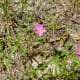Wildflowers