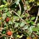 Wild berries