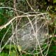 Spiderweb