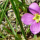 Wildflower