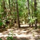 Forested areas