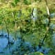Pond view