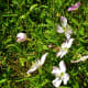 little-cypress-creek-preserve-wildlife-habitat-in-cypress-tx