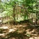 Forested area