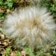 Dandelion in seed form