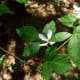 little-cypress-creek-preserve-wildlife-habitat-in-cypress-tx