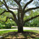 Liberty Tree
