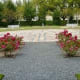 Pretty roses in the Felicie Babin Gucymard Memorial Garden