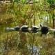 edith-l-moore-nature-sanctuary-photos-information