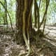 Thick vines grow up trees in the sanctuary.
