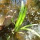 Cypress tree knee in water
