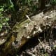edith-l-moore-nature-sanctuary-photos-information